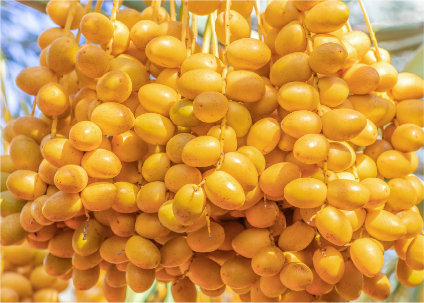 Fresh dates on palm tree